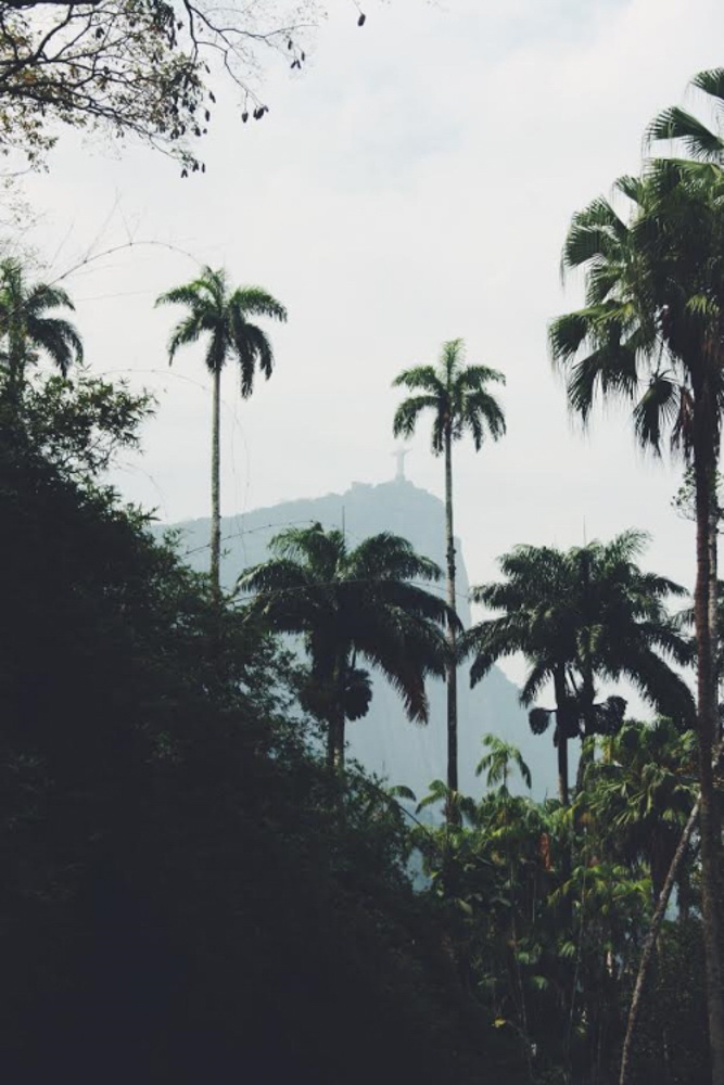 Rio Palm trees