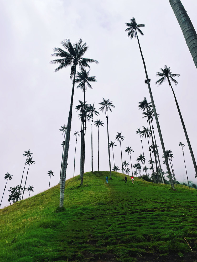 Salento Valley palm Trees