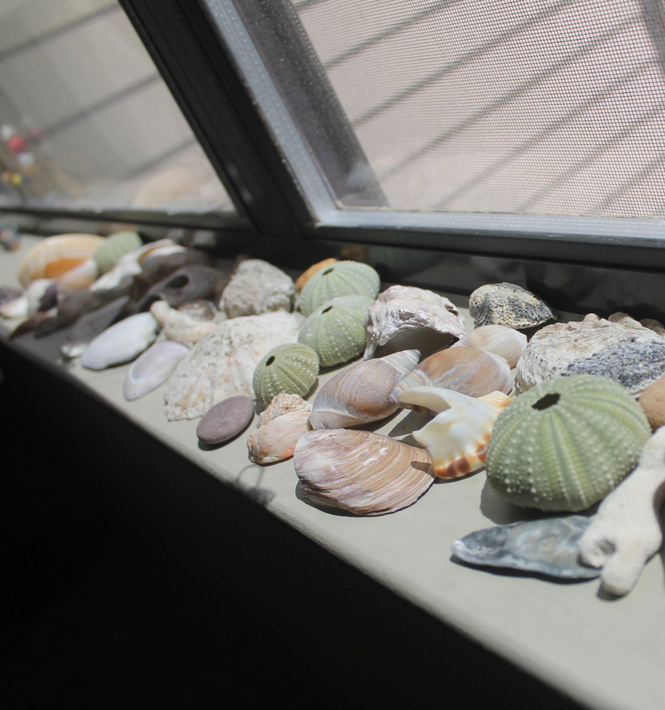 Seashells on window sill
